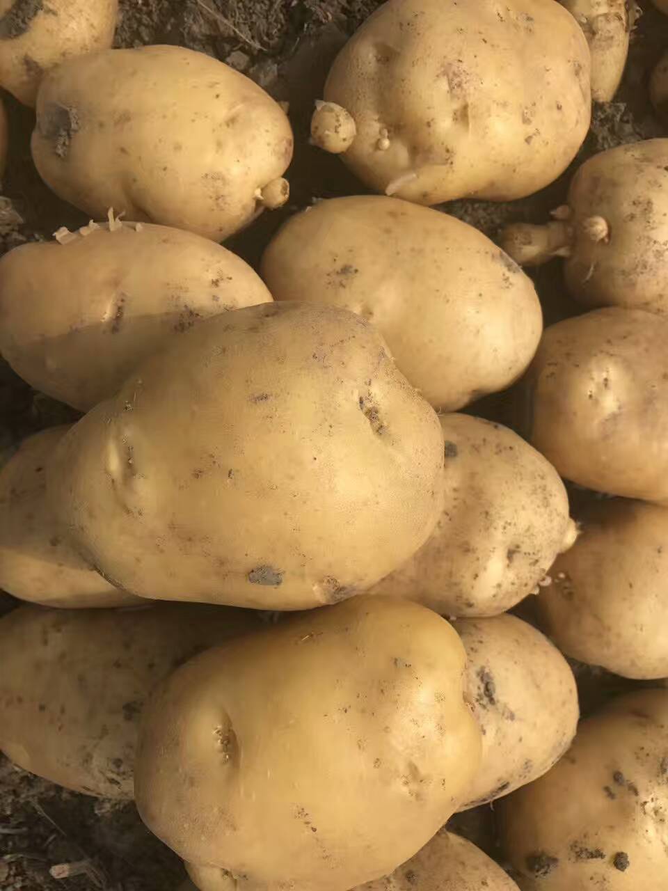 土豆喜获丰收
